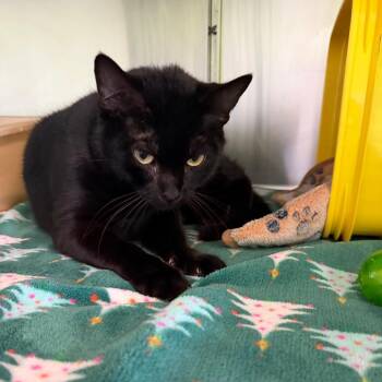 Domestic Short Hair Cats Available for Adoption - Maggie | PetCurious