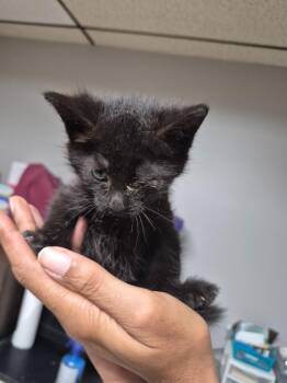 Ruby -  Domestic Short Hair Cat for Adoption in Cincinnati, Ohio - Ruby | PetCurious