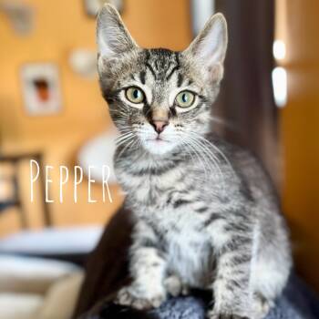 Rescue Domestic Short Hair Cats for Adoption in Washington, Pennsylvania - Pepper | PetCurious