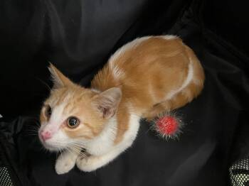 Rescue Domestic Short Hair Cats for Adoption in Rancho Cucamonga, California - UNKNOWN | PetCurious