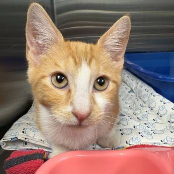 Rescue Domestic Short Hair Cats for Adoption in East Hanover, New Jersey - Ken | PetCurious