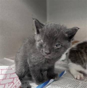 ASTEROID -  Domestic Short Hair Cat for Adoption in Dallas, Texas - ASTEROID | PetCurious