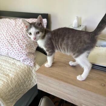 Gumball -  Domestic Short Hair Cat for Adoption in Mebane, North Carolina - Gumball | PetCurious