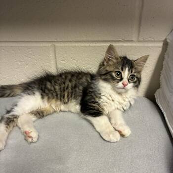 Selena -  Domestic Medium Hair Cat for Adoption in Windsor, Virginia - Selena | PetCurious