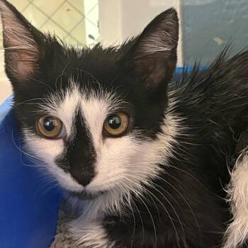 Domestic Short Hair Cats Available for Adoption in East Hanover, New Jersey - Picasso | PetCurious