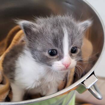 Friendly -  Domestic Short Hair Cat for Adoption in Kanab, Utah - Friendly | PetCurious