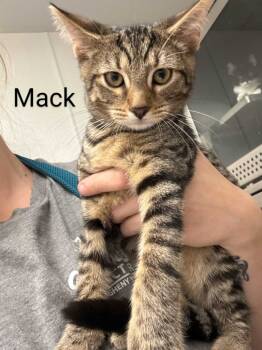 Rescue Domestic Short Hair Cats for Adoption in New Kensington, Pennsylvania - Mack | PetCurious