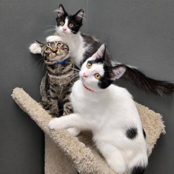 Bianca -  Domestic Long Hair Cat for Adoption in Buffalo, New York - Bianca | PetCurious