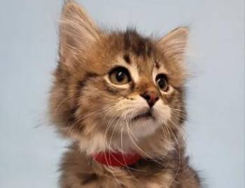 Caroline -  Domestic Short Hair Cat for Adoption in Golden Valley, Minnesota - Caroline | PetCurious