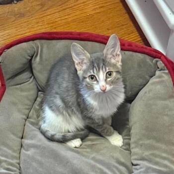 Goose -  Domestic Short Hair Cat for Adoption in Jarrettsville, Maryland - Goose | PetCurious