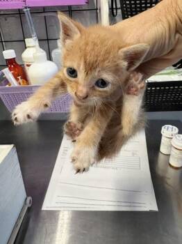 Fanta -  Domestic Short Hair Cat for Adoption in Mobile, Alabama - Fanta | PetCurious