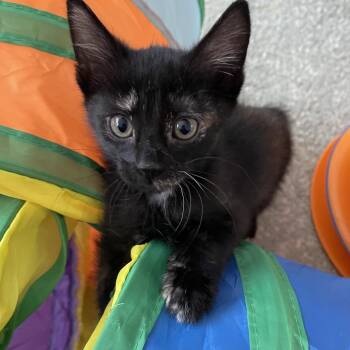 Maple -  Tortoiseshell Cat for Adoption in Honolulu, Hawaii - Maple | PetCurious