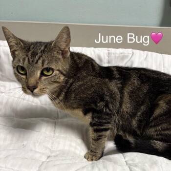 June Bug -  Domestic Short Hair Cat for Adoption in Peachtree City, Georgia - June Bug | PetCurious
