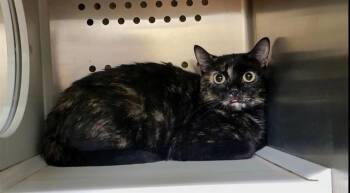 ZINNIA -  Domestic Short Hair Cat Available for Adoption in St. Peters, Missouri - ZINNIA | PetCurious