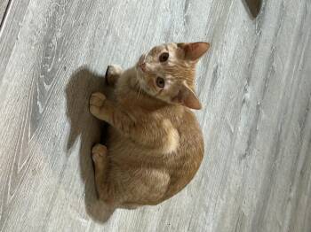 Rescue Tabby Cats for Adoption in Frederick, Maryland - Hank | PetCurious