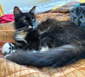 Stasha -  Domestic Long Hair Cat for Adoption in Anchorage, Alaska - Stasha | PetCurious