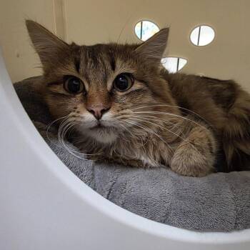 Bodhi -  Domestic Medium Hair Cat for Adoption in Oshkosh, Wisconsin - Bodhi | PetCurious