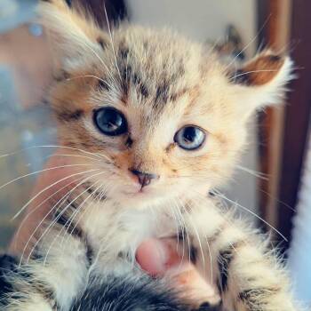 Rescue Domestic Short Hair Cats for Adoption in Huntington, West Virginia - Lexus- OKC | PetCurious