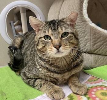 Domestic Short Hair Cats Available for Adoption in Springfield, Massachusetts - WALTER | PetCurious