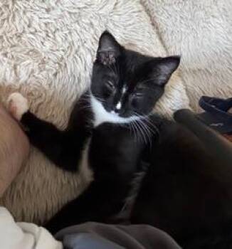 KITTEN MASTER GOOSE -  Domestic Short Hair Cat for Adoption in Franklin, Tennessee - KITTEN MASTER GOOSE | PetCurious