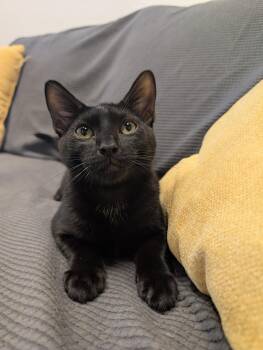 Domestic Short Hair Cats Available for Adoption - Florian | PetCurious