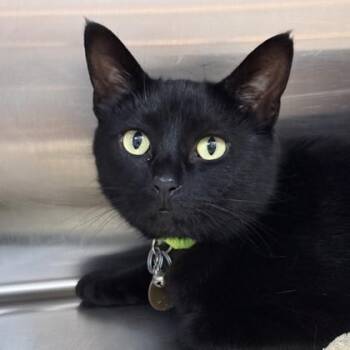 Salem -  Domestic Short Hair Cat for Adoption in Lansing, Michigan - Salem | PetCurious