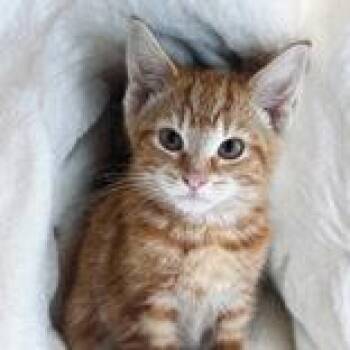 Ledger -  Domestic Short Hair Cat for Adoption in Portsmouth, Ohio - Ledger | PetCurious