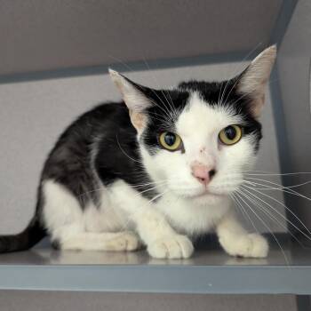 Autumn -  Domestic Short Hair Cat for Adoption in Evansville, Indiana - Autumn | PetCurious