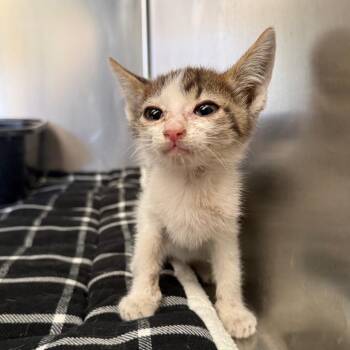 Mercedes -  Domestic Short Hair Cat for Adoption in Desert Hot Springs, California - Mercedes | PetCurious