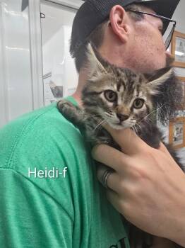 Heidi -  Domestic Short Hair Cat for Adoption in Glenfield, New York - Heidi | PetCurious