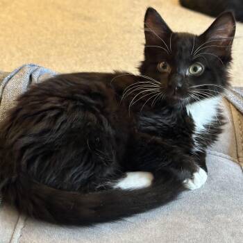 Leslie -  Domestic Short Hair Cat for Adoption in Wilsonville, Oregon - Leslie | PetCurious