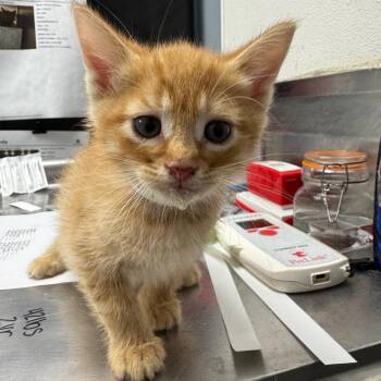 Domestic Short Hair Cats Available for Adoption in Birmingham, Alabama - Morgan | PetCurious