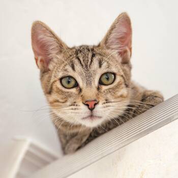 Domestic Short Hair Cats Available for Adoption in Globe, Arizona - Bear | PetCurious