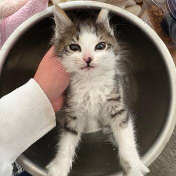 Jay -  Domestic Medium Hair Cat for Adoption in Los Angeles, California - Jay | PetCurious