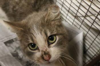 Domestic Short Hair Cats Available for Adoption - GRACE | PetCurious