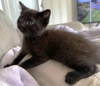Queen Shadow -  Domestic Short Hair Cat Available for Adoption in Kansas City, Missouri - Queen Shadow | PetCurious