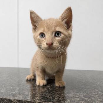 Waffles -  Domestic Short Hair Cat for Adoption in Shelbyville, Illinois - Waffles | PetCurious