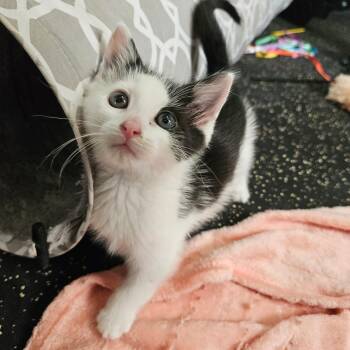 Dexter -  Domestic Short Hair Cat Available for Adoption in East Amherst, New York - Dexter | PetCurious