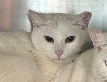 Domestic Short Hair Cats Available for Adoption in Golden, Colorado - Seed | PetCurious