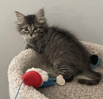 Merritt -  Domestic Medium Hair and Domestic Short Hair Cat for Adoption in Visalia, California - Merritt | PetCurious