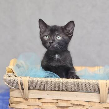 Amos-C -  Domestic Short Hair Cat for Adoption in East St. Louis, Illinois - Amos-C | PetCurious