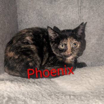 Domestic Short Hair Cats Available for Adoption - Phoenix | PetCurious