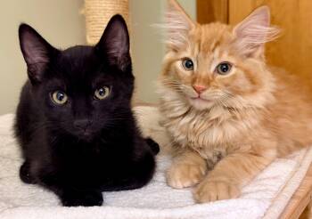 Biscuit & Gravy -  Tabby and American Shorthair Cat for Adoption in The Dalles, Oregon - Biscuit & Gravy | PetCurious