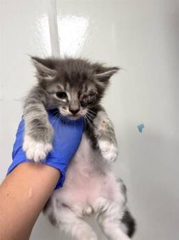 PINTEL -  Domestic Long Hair Cat for Adoption in Ontario, California - PINTEL | PetCurious