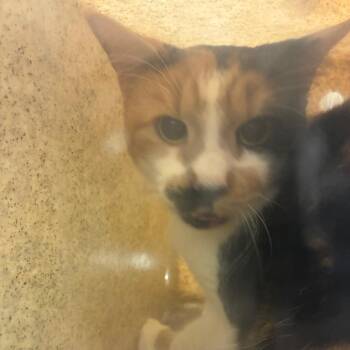Beans -  Domestic Short Hair Cat for Adoption in Philadelphia, Pennsylvania - Beans | PetCurious