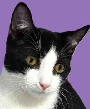 Russet -  Domestic Short Hair Cat for Adoption in Savannah, Georgia - Russet | PetCurious
