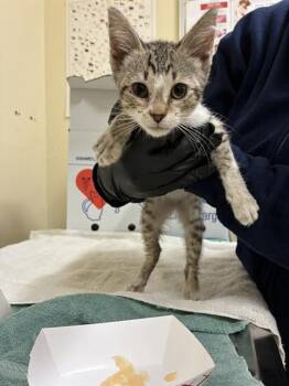 A198550 -  Domestic Short Hair Cat for Adoption in Fremont, California - A198550 | PetCurious