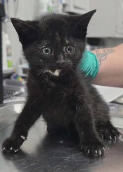 Spicy -  Domestic Medium Hair Cat Available for Adoption in Hillsdale, Indiana - Spicy | PetCurious