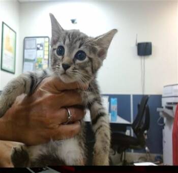 BENSON -  Domestic Short Hair Cat for Adoption in Doral, Florida - BENSON | PetCurious