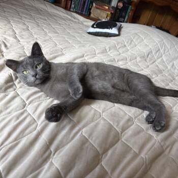 Mr. Pickles [bonded with brother, Mr. Kitten] -  Domestic Short Hair Cat Available for Adoption in Benicia, California - Mr. Pickles [bonded With Brother, Mr. Kitten] | PetCurious